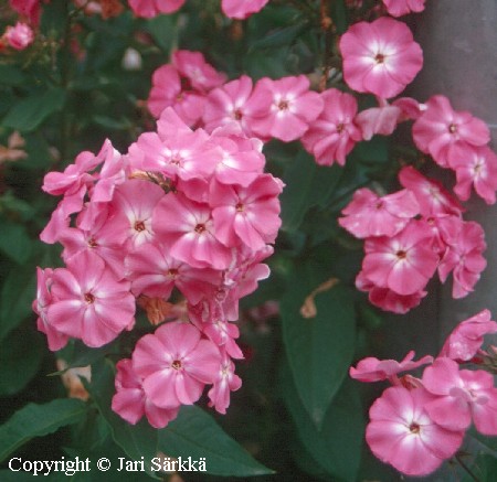  Phlox paniculata Jules Sandeau